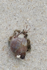Coenobita