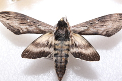 Sphinx poecila