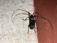 Polyrhaphis michaeli