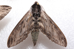 Sphinx poecila