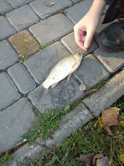 Cyprinus × Carassius