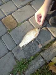 Cyprinus × Carassius