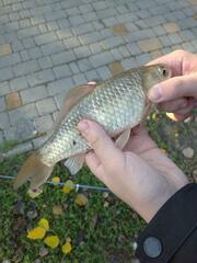Cyprinus × Carassius