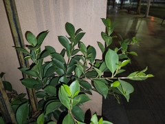 Ficus microcarpa