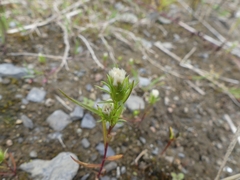 Symphyotrichum ciliatum