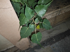 Ficus religiosa