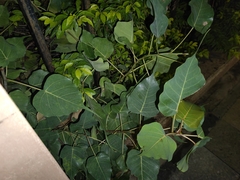 Ficus religiosa