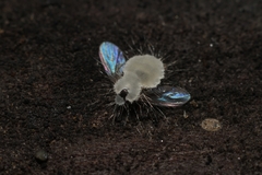 Entomophthoraceae