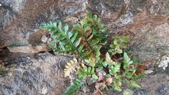 Asplenium marinum