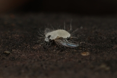 Entomophthoraceae