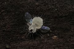 Entomophthoraceae