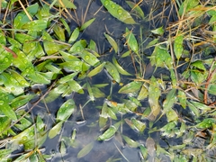 Potamogeton polygonifolius