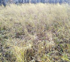 Calamagrostis purpurea