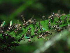 Parapalaeosepsis plebeia