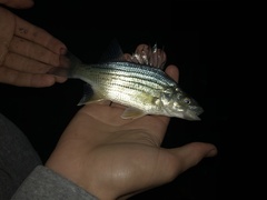 Morone mississippiensis