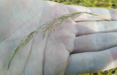 Calamagrostis purpurea