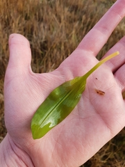 Potamogeton polygonifolius