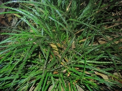 Parapalaeosepsis plebeia