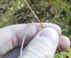 Calamagrostis purpurea