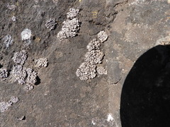 Dermatocarpon miniatum