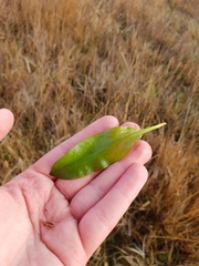 Potamogeton polygonifolius