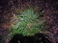 Parapalaeosepsis plebeia