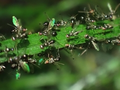 Parapalaeosepsis plebeia