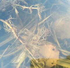 Myriophyllum sibiricum