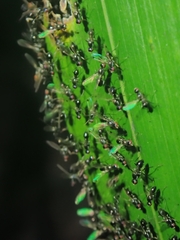 Parapalaeosepsis plebeia