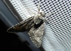 Acronicta megacephala