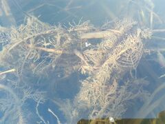 Myriophyllum sibiricum