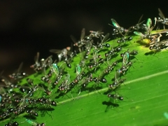 Parapalaeosepsis plebeia