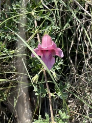 Dicerocaryum senecioides