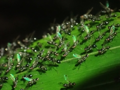 Parapalaeosepsis plebeia