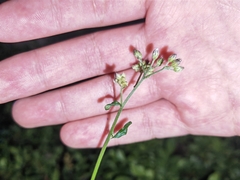 Cyanthillium cinereum