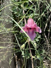 Dicerocaryum senecioides