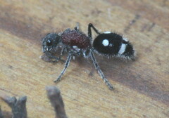 Dolichomutilla sycorax