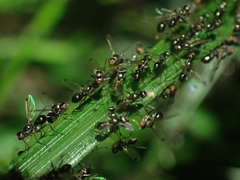 Parapalaeosepsis plebeia