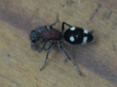 Dolichomutilla sycorax