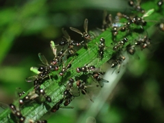 Parapalaeosepsis plebeia
