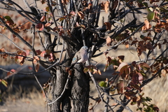 Colophospermum mopane