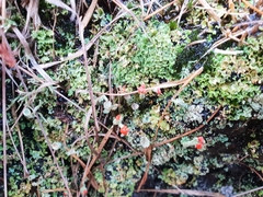 Cladonia floerkeana