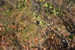 Colophospermum mopane
