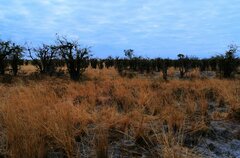 Colophospermum mopane