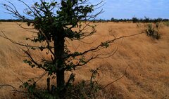 Colophospermum mopane