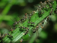 Parapalaeosepsis plebeia