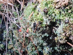 Cladonia floerkeana