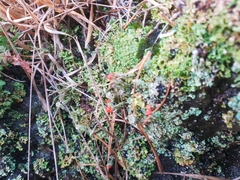 Cladonia floerkeana