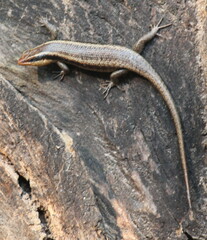 Trachylepis wahlbergii