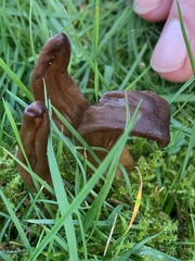 Microglossum olivaceum